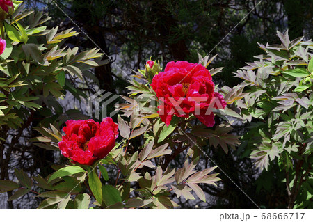 花、真紅の牡丹です@自宅の庭、堺市、大阪府 花、真紅の牡丹です@自宅の庭、堺市、大阪府 68666717