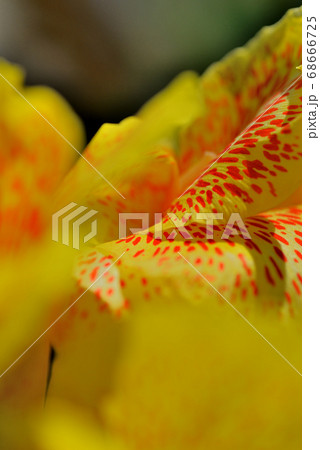 真夏の強い日差しを浴びて咲く黄色いカンナの花びらのクローズアップ写真の写真素材