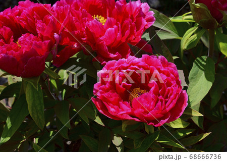 花、真紅の牡丹です@自宅の庭、堺市、大阪府 花、真紅の牡丹です@自宅の庭、堺市、大阪府 68666736