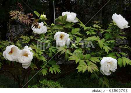 花、純白の牡丹です@自宅の庭、堺市、大阪府 花、純白の牡丹です@自宅の庭、堺市、大阪府 68666798