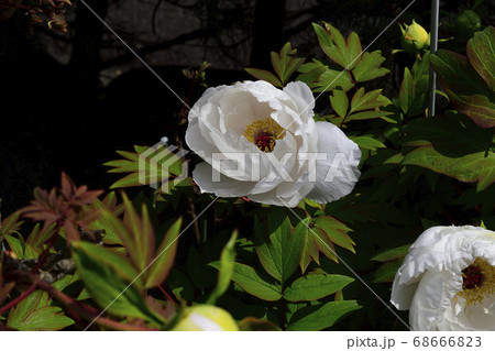 花、純白の牡丹です@自宅の庭、堺市、大阪府 花、純白の牡丹です@自宅の庭、堺市、大阪府 68666823