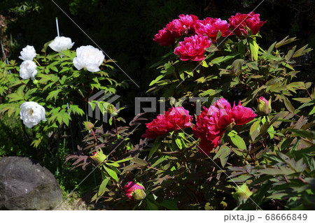 花、真紅の牡丹です@自宅の庭、堺市、大阪府 花、真紅の牡丹です@自宅の庭、堺市、大阪府 68666849