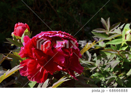 花、真紅の牡丹です@自宅の庭、堺市、大阪府 花、真紅の牡丹です@自宅の庭、堺市、大阪府 68666888