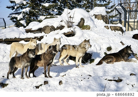 狼 オオカミ おおかみの写真素材