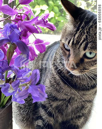 紫の花と猫の写真素材 [68666898] - PIXTA