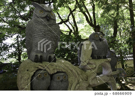 福フクロウの寺「光明寺」 68666909