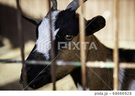 Farm goat in a metal cage 68666928