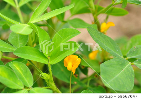 落花生のランのような黄色い小花の写真素材