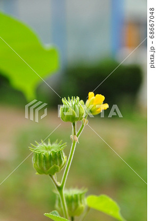イチビの黄色い花と緑色の実 イチビの黄色い花と緑色の実 68667048
