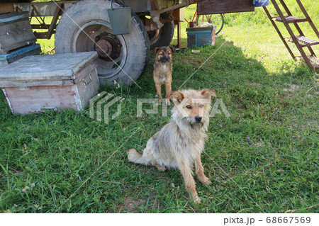 キルギス共和国で養蜂のトラックで番をする犬 68667569