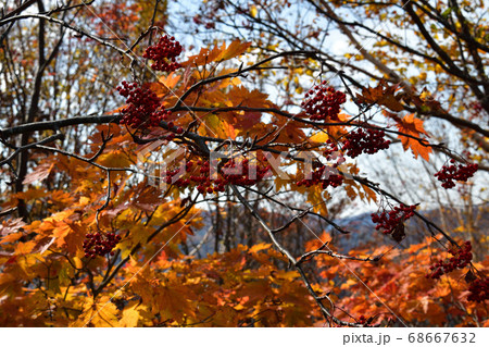 西吾妻スカイバレー天元台高原の紅葉の写真素材