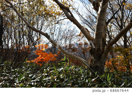 西吾妻スカイバレー天元台高原の紅葉 68667644