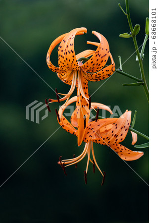 草原の鬼百合のクローズアップ 68668101