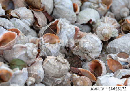 Seashells rapana close up view.Decorative 68668172
