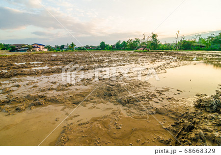 Rice plantation field prepare soil for 68668329