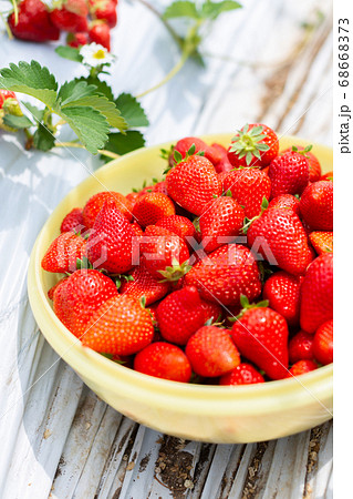 いちご狩り　苺ハウス 68668373