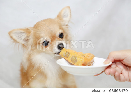 犬用ケーキを食べるチワワ 犬用ケーキを食べるチワワ 68668470