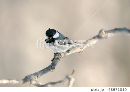 タイトル	ヒガラ　野鳥 68671010