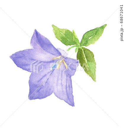 キキョウ 桔梗 ききょう 花 素材 白バック【水彩】 68671041