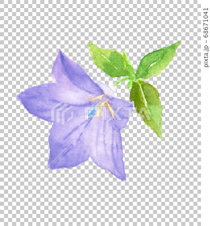 桔梗桔梗桔梗花材料白色背景[水彩] 68671041