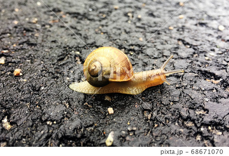 Small garden snail in shell crawling on wet road, Small garden snail in shell crawling on wet road, 68671070