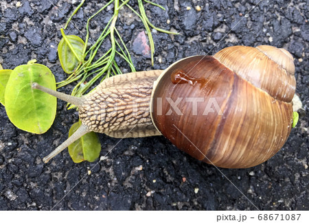 Small garden snail in shell crawling on wet road, 68671087