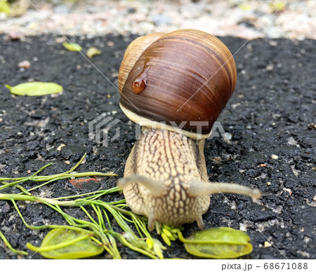 Small garden snail in shell crawling on wet road, 68671088
