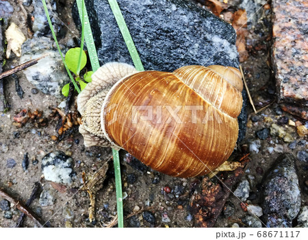 Small garden snail in shell crawling on wet road, 68671117