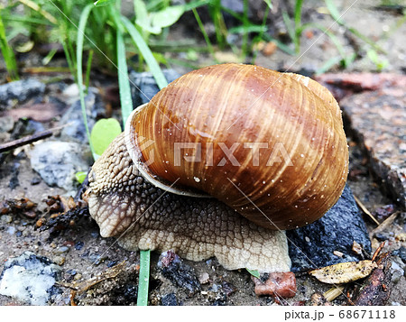 Small garden snail in shell crawling on wet road, 68671118