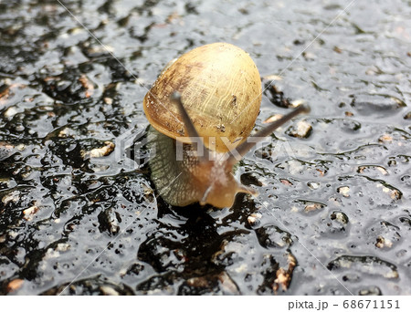 Small garden snail in shell crawling on wet road, 68671151