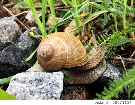 Small garden snail in shell crawling on wet road, Small garden snail in shell crawling on wet road, 68671154