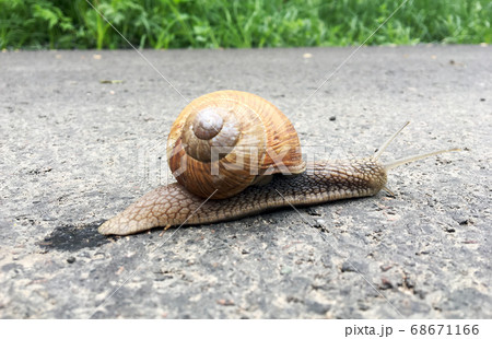 Small garden snail in shell crawling on wet road, 68671166