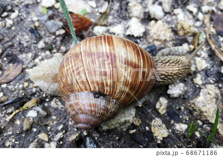 Small garden snail in shell crawling on wet road, 68671186