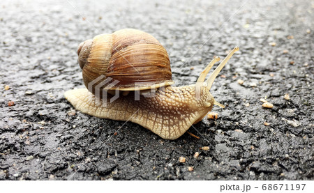 Small garden snail in shell crawling on wet road, Small garden snail in shell crawling on wet road, 68671197