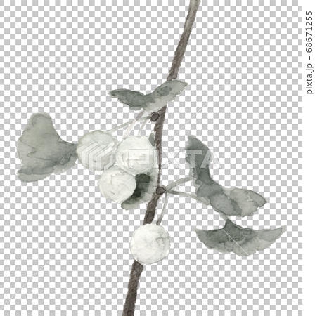銀杏の実 イチョウ ぎんなん 葉付き モノトーン 白背景 水墨画風 のイラスト素材