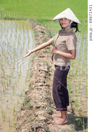 young Asian farmer in the rice field young Asian farmer in the rice field 68671431