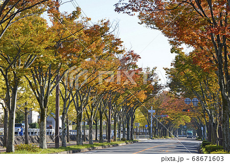 街路樹の紅葉 京都市西京区 洛西 の写真素材