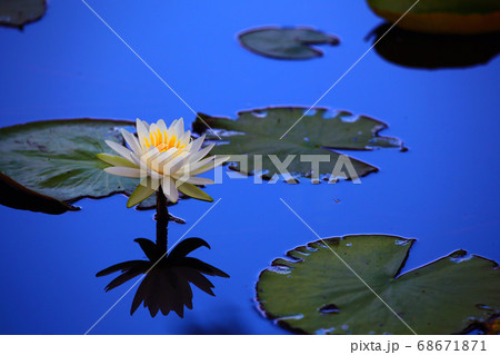 丸太小屋の睡蓮 68671871