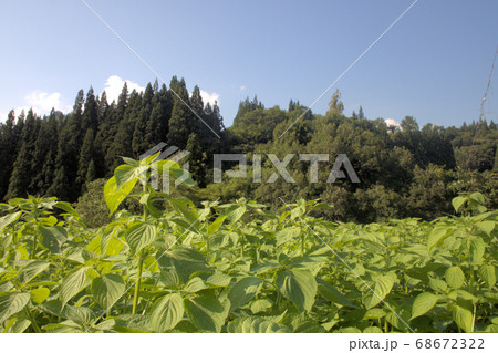 えごま畑 68672322