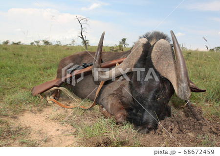 Trophy African antelopes of the black wildebeest 68672459