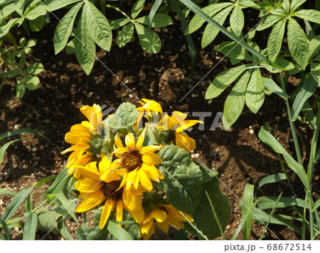 夏の花といえば黄色いヒマワリ・これはミニヒマワリ 夏の花といえば黄色いヒマワリ・これはミニヒマワリ 68672514