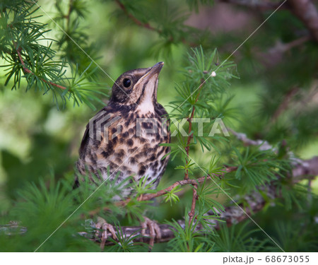 Chick-fledglings of the thrush on a branch 68673055