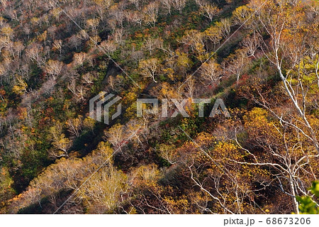 五竜岳登山道　遠見尾根の紅葉（黄葉） 68673206