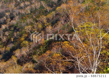 五竜岳登山道 遠見尾根の紅葉(黄葉) 五竜岳登山道 遠見尾根の紅葉(黄葉) 68673211
