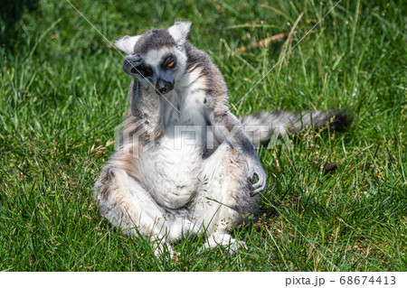 Sad lonely ring tailed lemur (Lemur catta) Sad lonely ring tailed lemur (Lemur catta) 68674413