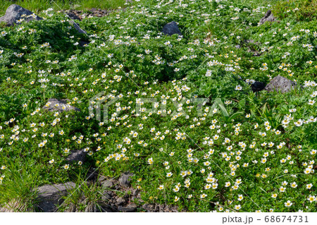 【中古】 鳥海山の植物 仙台泉店】花の百名山『鳥海山』高山植物ベスト10☆|石井スポ