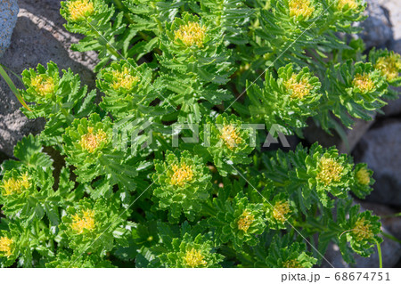 鳥海山の高山植物（ホソバイワベンケイ） 68674751