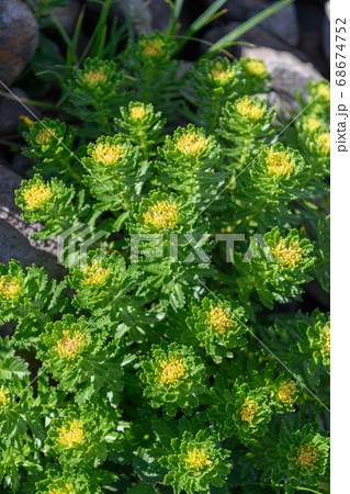 鳥海山の高山植物（ホソバイワベンケイ） 68674752
