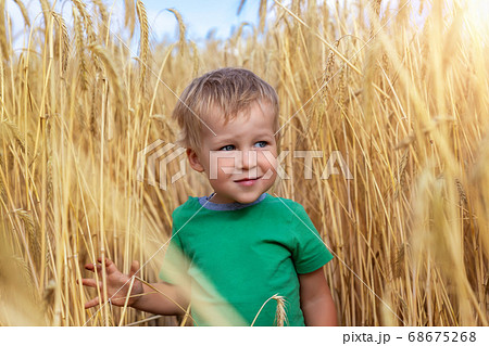 Candid portrait of cute adorable caucasian blond little toddler boy enjoy walking in ripe golden wheatfield looking forward on bright sunny day. Carefree happy childhood at country farm concept 68675268