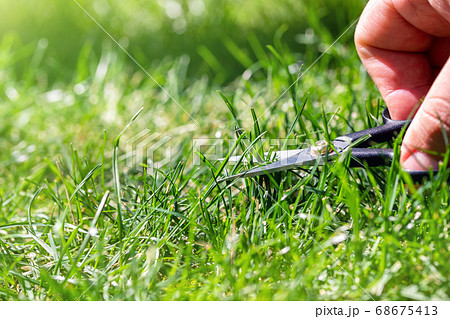 Close-up detail view of man hand cutting green grass on backyard garden with small nail scissors on bright summer sunny day. Accurate perfect lawn mowing care maintenance and service concept 68675413